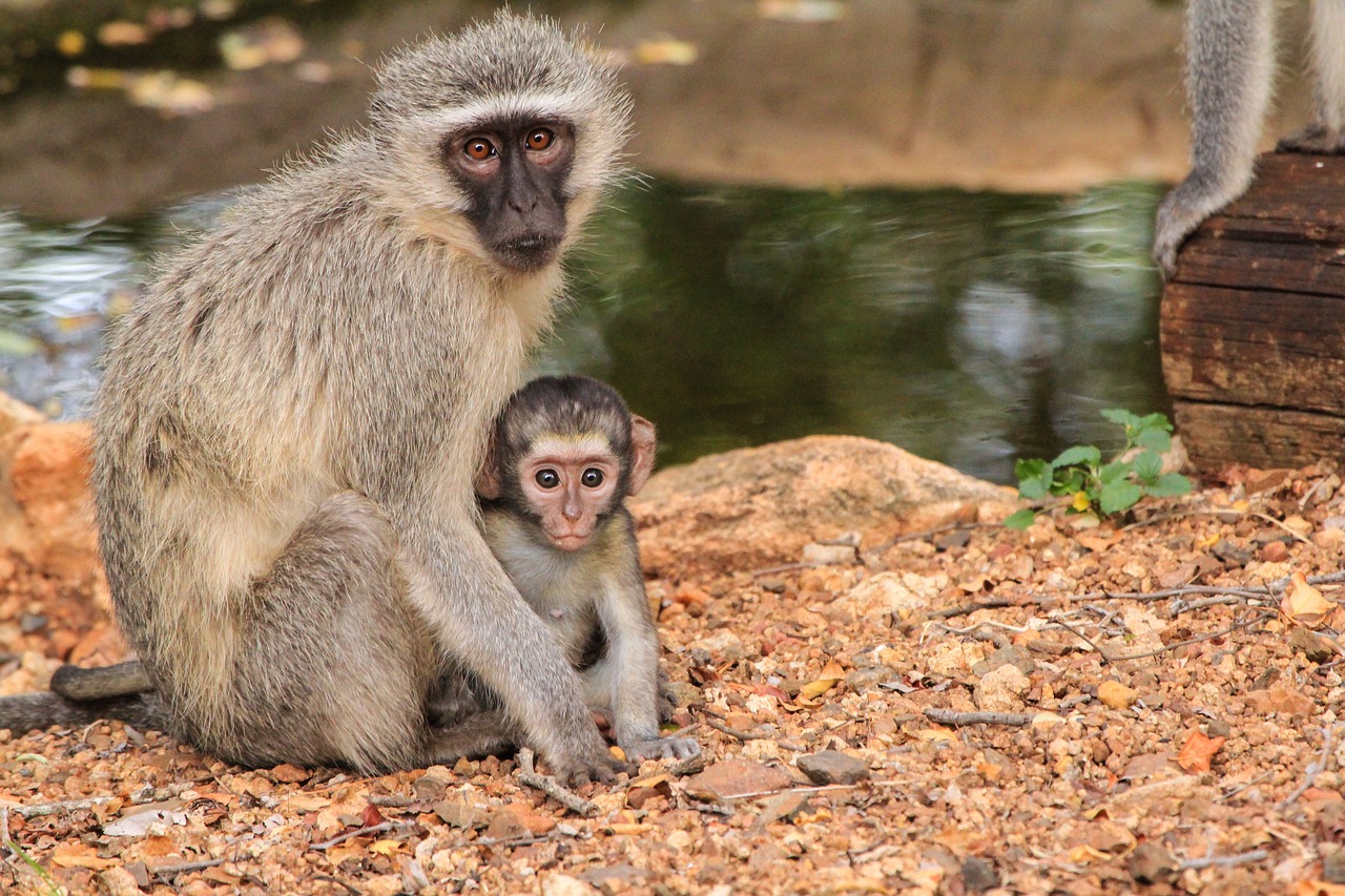 The Mystical Rituals of Thailand's Monkey Buffet Festival